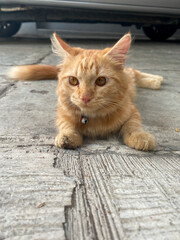 Ginger cat sitting on the floor outdoors in car port.