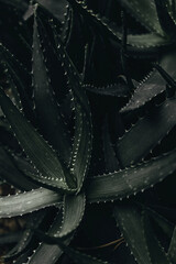 Aloe Vera. High quality photo