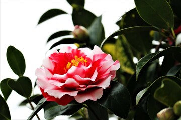 八重の椿の花 春の公園