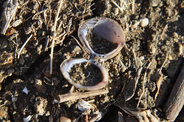 close up of an open shell