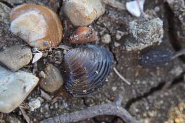 close up of a shell
