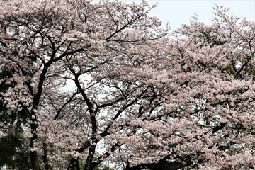 田舎の境内に咲く桜の花　風情ある風景