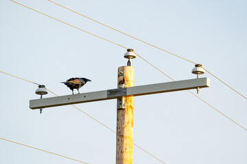 Raven perched on a power pole squawking near a roadway in Alberta Canada - obrazy, fototapety, plakaty