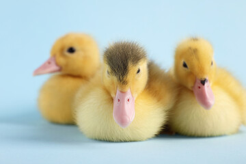 Baby animals. Cute fluffy ducklings sitting on light blue background, closeup