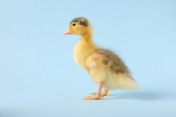 Baby animal. Cute fluffy duckling on light blue background