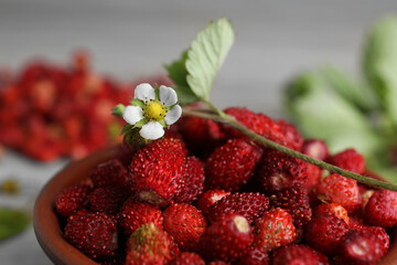 Fresh wild strawberries and flower in bowl on blurred background, closeup