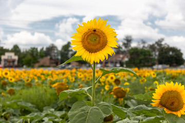 Fototapeta premium Sunflower in Field