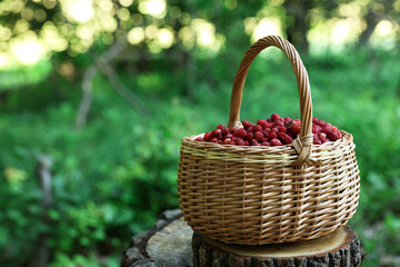 Fototapeta na wymiar Basket with delicious wild strawberries on stump in forest. Space for text