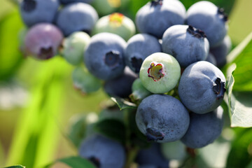 Wild blueberries growing outdoors, closeup. Seasonal berries