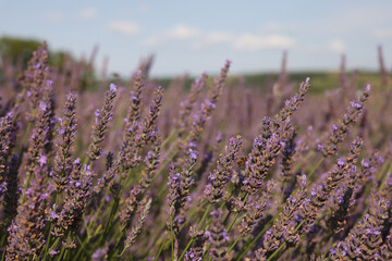 Beautiful blooming lavender growing in field, closeup