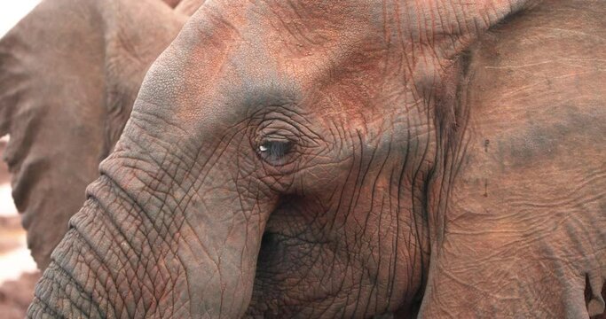 African Elephant's Wrinkled Face With Big Ears. Aberdare National Park In Kenya. closeup