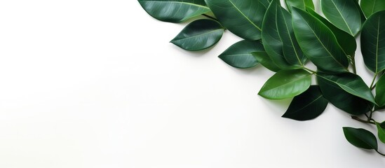 Rubber plant leaves on a blank surface
