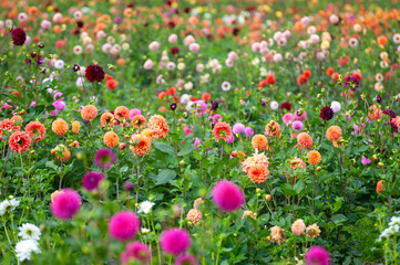Colorful dahlia garden in full bloom on a farm in the Pacific Northwest. These flowers are grown commercially in the Skagit Valley of western Washington state.