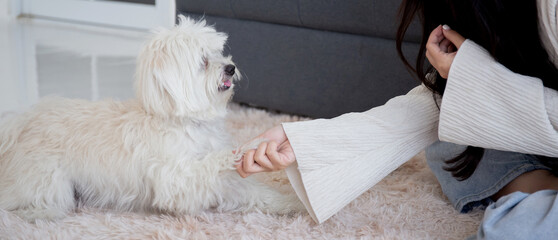 Young asian woman playful with fluffy dog shih tzu for relax with love in the living room at home,...