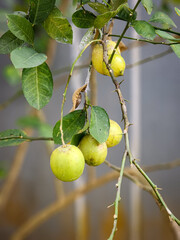 lemon on dry tree with blurred background