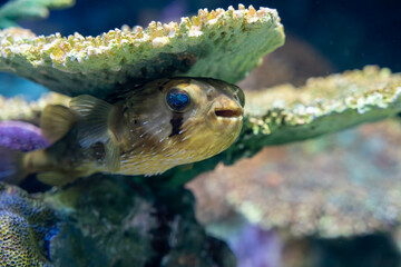 潜むハリセンボン