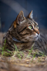 portrait of a cat laying on dead grass looking to the right