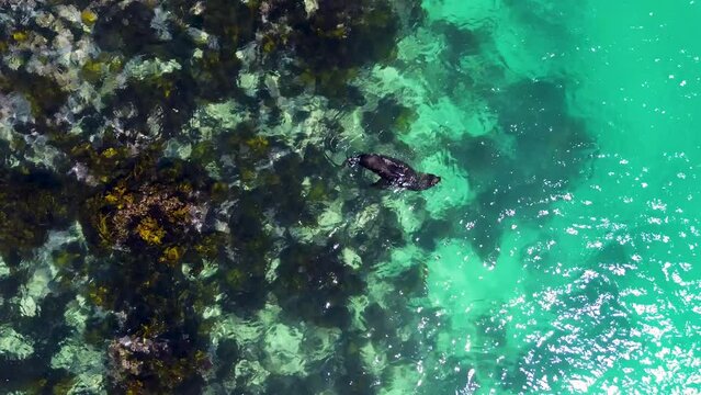 Drone aerial shot of Australian fur seal sea lion swimming on clear reef seaweed playing coastline marine animal Narooma holiday travel tourism NSW South Coast 4K
