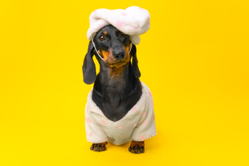 Cute little dog in pajamas, nightcap stands on yellow background, devotionally looks, waits Funny dachshund puppy is a spoiled curious child at bedtime. Cozy children home clothes. Devoted gentle pet