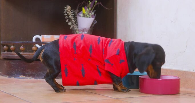 Funny little hyperactive dachshund dog furtively checks empty containers standing on floor, pokes nose, sniffs, looks for food Hungry puppy sniffs other people plates, begs for more choice overload