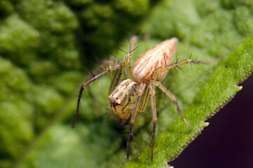 葉上に雄のササグモ（マクロレンズ使用・ストロボ＋自然光・接写写真）