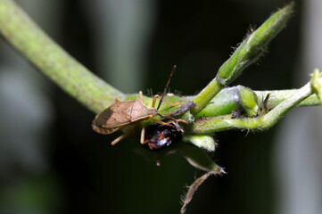 タイワンクズの蔓にホシハラビロヘリカメムシの成虫（マクロレンズ使用・屋外自然光・接写写真）