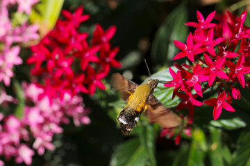 Humming-Bird HawkMoth (Macroglossum bombylans) moth sucking nectar from a red-purple Egyptian starcluster (Pentas lanceolata) flowerhead (Sunny nature closeup macro photograph)