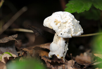 White uneven shaped Awatakeyadori (Bolete Eater, Hypomyces chrysospermus) mushroom (Wildlife...