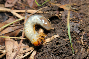 White and orange head Aodoukogane (Anomala albopilosa) Oriental beetle larvae emerging from the soil (Wildlife closeup macro photograph) 