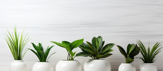 Plants in white pots against a white background