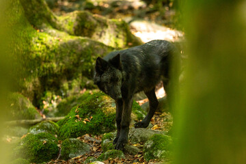 American Wolves in the Orlu National Wildlife Reserve, in Ariège, the Maison des Loups in France