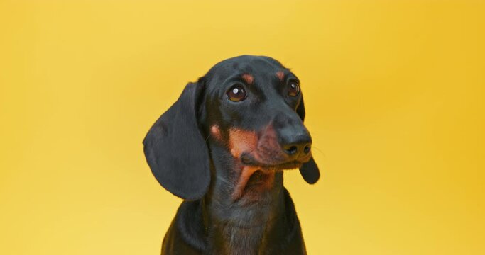 Portrait of small dachshund dog looks around anxiously, turns its head Abandoned pathetic puppy sadly asks for help, lonely defenseless confused pet Attention deficit, hyperactivity, 