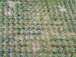 Aerial view of large coconut plantation. Embankment and water channel for agricultural gardening.