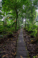 A stone path stretching into the distance, laid in the jungle among a variety of tropical vegetation.