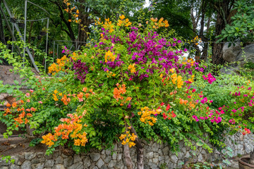 A beautiful, colorful bougainvillea tree grows in a city park along a stone wall.