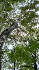 Fototapeta premium beautiful nature forest tree leaf