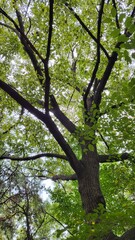 beautiful nature forest tree leaf