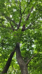 beautiful nature forest tree leaf
