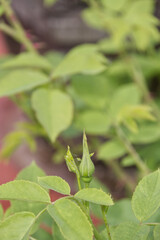 Close up of Rose Bud