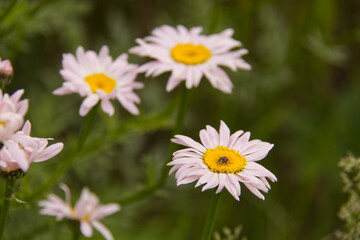 Fototapeta premium Chamomile Flowers in a Garden
