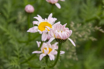 Chamomile Flowers in a Garden