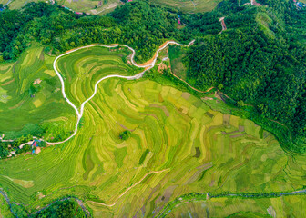 Mountainous ripen rice fields in Pu Luong, Vietnam viewed from the air.