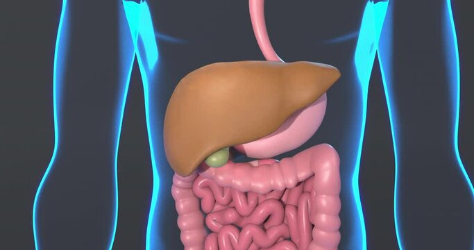 3D render animation of liver diseases