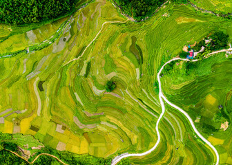 Mountainous ripen rice fields in Pu Luong, Vietnam viewed from the air.