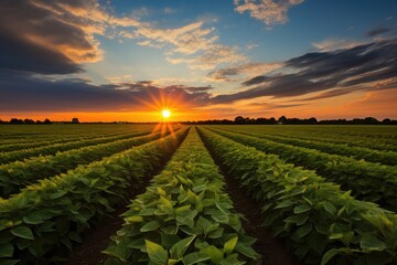 View of soybean farm agricultural field with sky, Green agriculture background. - obrazy, fototapety, plakaty