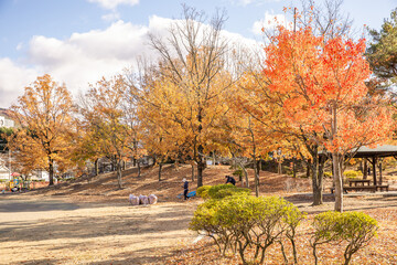 落ち葉回収をする　autumn