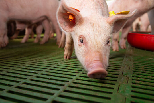 Cerdo de cerca, en granja industrial.