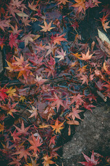 哀愁のもみじ　autumn