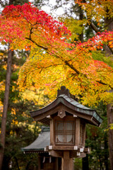 神社と紅葉　autumu