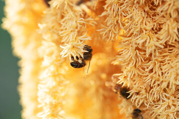 abejas tomando néctar y polen - obrazy, fototapety, plakaty